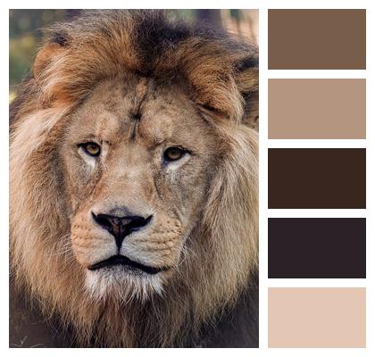 Animal Fauna Wildlife Nature Species Lion Mammal Predator Image