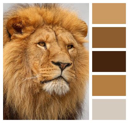 Predator Animal Lion Nature Image