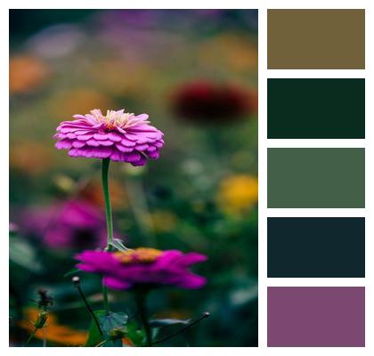 Natural Flower Background Petal Plant Image