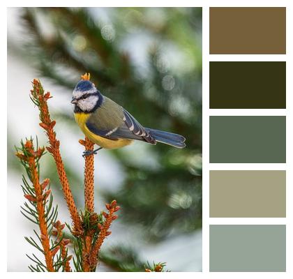 Bird Watching Plumage Feathers Nature Image