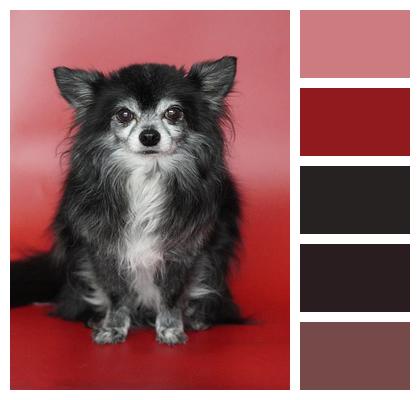 Nature Portrait Beautiful Wallpaper Canine Image