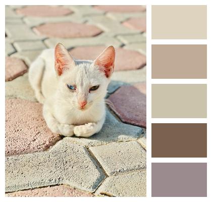 White Nature Mammal Kitten Eye Cat Pet Animal Image