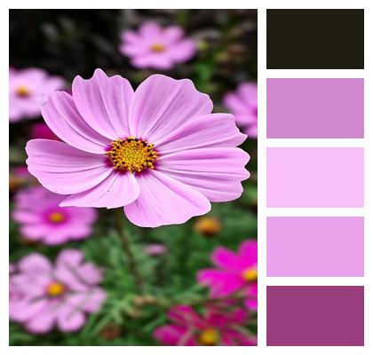 Bloom Nature Petals Flora Image