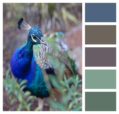 Animal Peafowl Plumage Feathers Wildlife Bird Nature Image