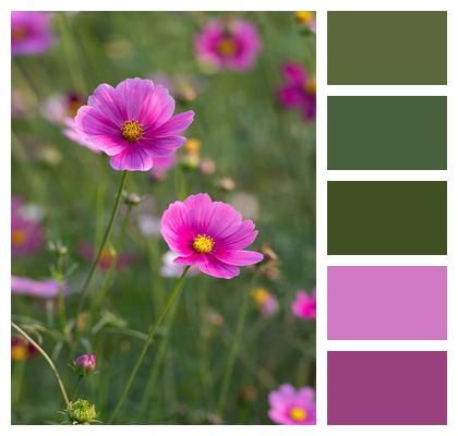 Plant Flowers Cosmos Nature Image