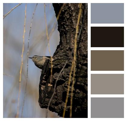Ave Passerine Feathers Nature Image