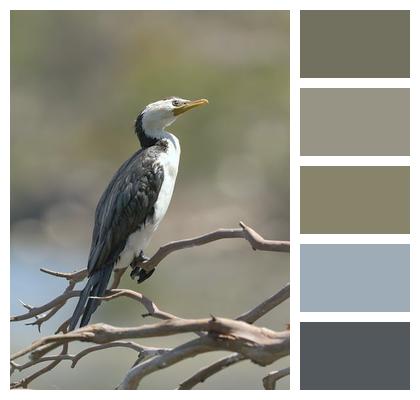 Nature Bird Beak Cormorant Image