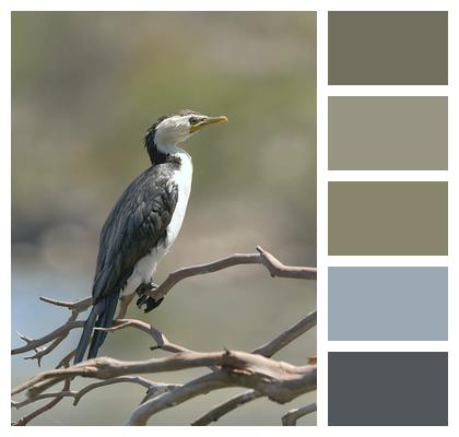 Beak Branch Animal Feathers Image