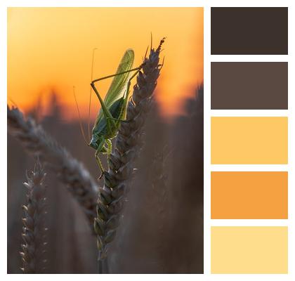 Field Sunset Dusk Wheat Grasshopper Nature Bug Closeup Insect Image