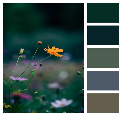 Flower Nature Flower Background Petal Image