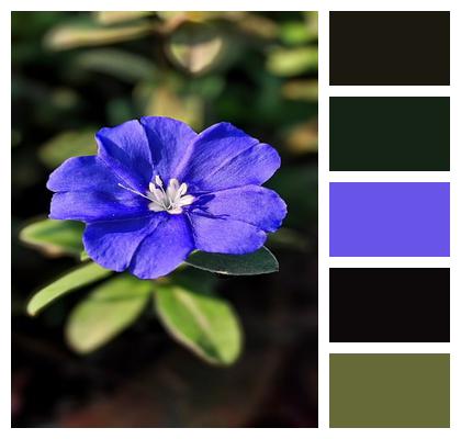 Nature Petals Dwarf Morning Glory Shaggy Dwarf Morning Glory Image