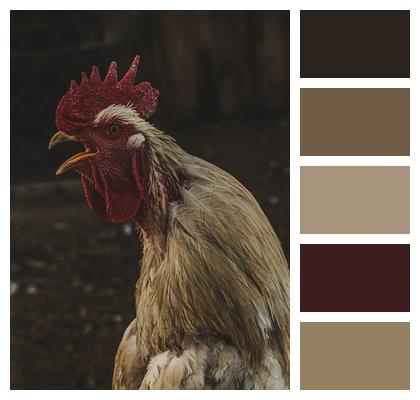 Field Farm Nature Plumage Rooster Rural Image