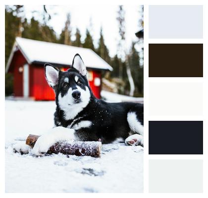 Husky Winter Snow Dog Pet Portrait Friend Canine Animal Wolf Nature Image
