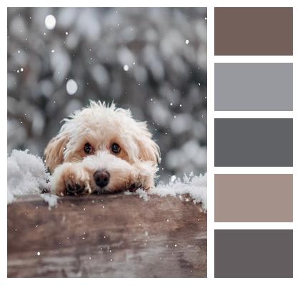 Pet Domestic Cute Canine Image