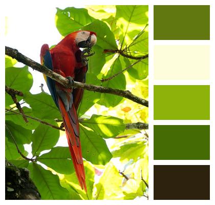 Bird Macaw Plumage Wildlife Image