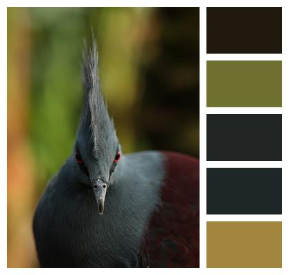 Plumage Ornithology Nature Avian Bird Fauna Animal Exotic Species Tree Eyes Feathers Image