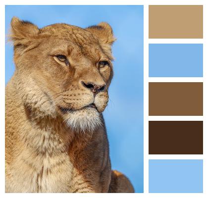 Lion Nature Predator Animal Image