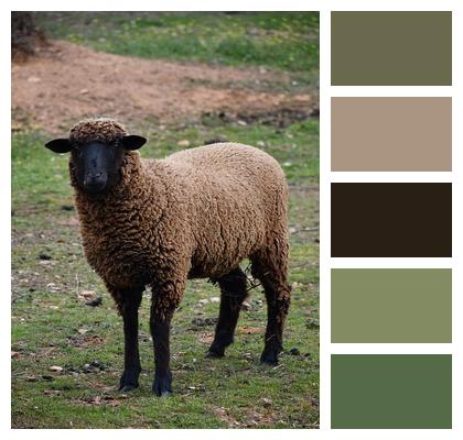 Lamb Nature Livestock Flock Ruminant Farm Animal Wool Sheep Image
