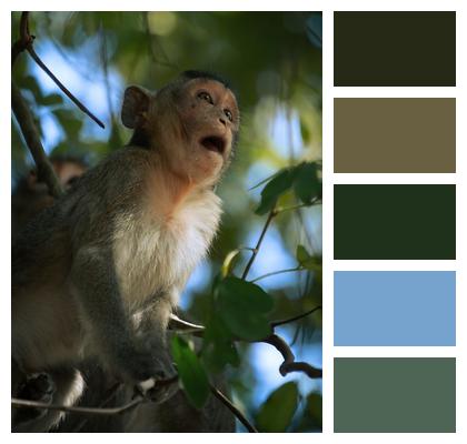 Happy Branch Forest Mammal Image