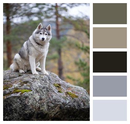 Animal Husky Nature Cute Image