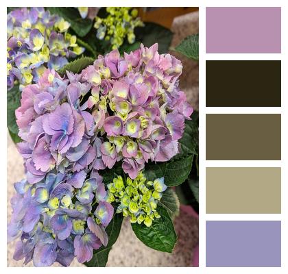 Plants Garden Flower Background Flowers Image