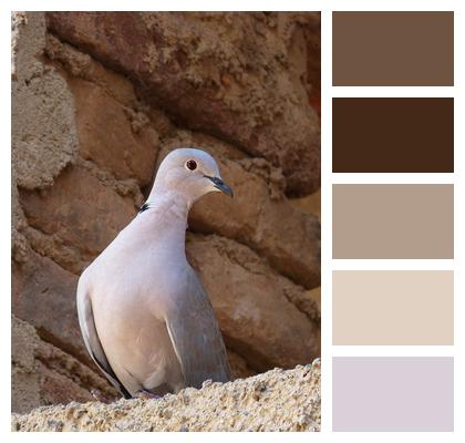 Bird Nature Turtledove Image