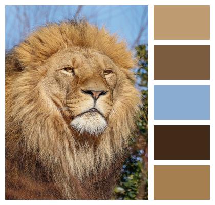 Lion Animal Wildlife Nature Predator Image