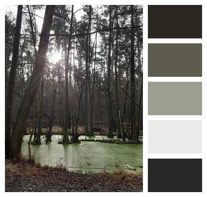Landscape Forest Outdoors Trees Image