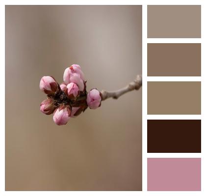 Plant Buds Blossom Flower Background Image