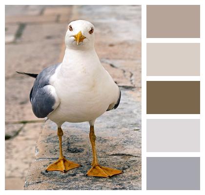 Nature Eye Seagull Seabird Bird Image