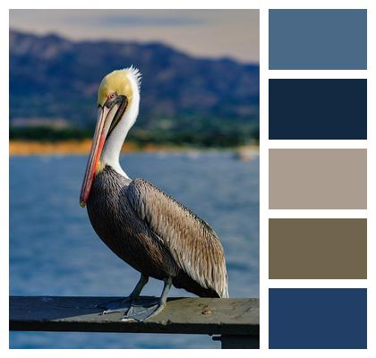 Ocean Animal Coastal Seabird Image