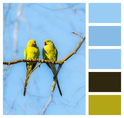 Tropical Ringnecked Parakeet Parakeet Feathers Image