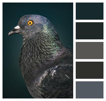 Plumage Portrait Bird Animal Image