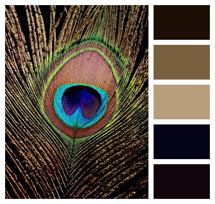 Bird Feather Nature Colorful Image
