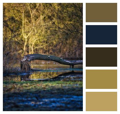 Wilderness Animal Beaver Flow Image
