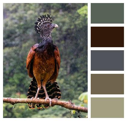 Nature Costa Rica Bird Curassow Image