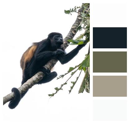 Wildlife Primate Howler Monkey Animal Image