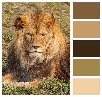 Animal Lion Predator Nature Image