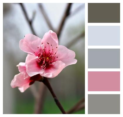 Flower Background Flower Wallpaper Flower Peach Blossom Image