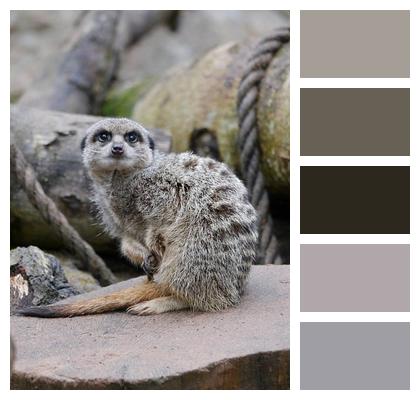 Meerkat Nature Suricate Mongoose Image