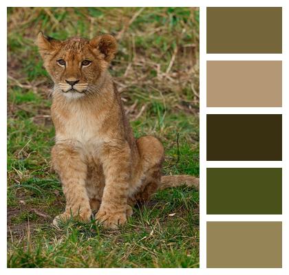Lion Animal Predator Wildlife Image
