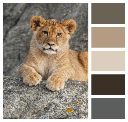 Nature Predator Lion Animal Image