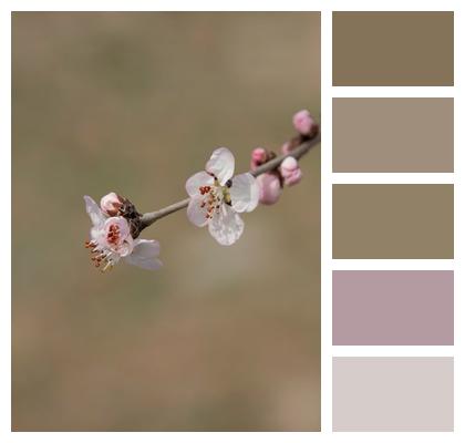 Blossom Bloom Plant Peach Flowers Image
