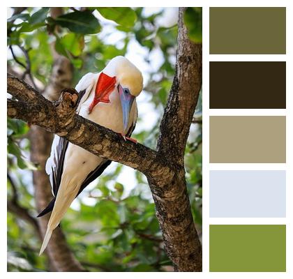 Tree Plumage Ornithology Feathers Image