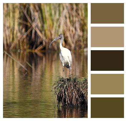 Bird Wildlife Nature Ibis Image