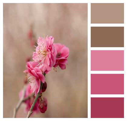 Flowers Plant Bloom Pink Flowers Image