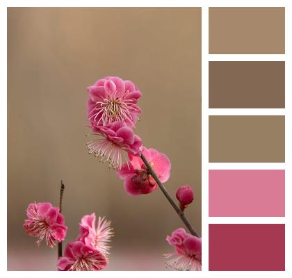 Blossom Flowers Peach Flowers Petals Image