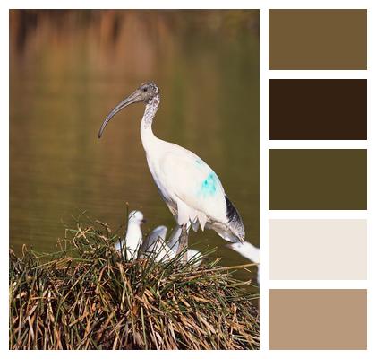 Nature Beak Avian Ibis Image