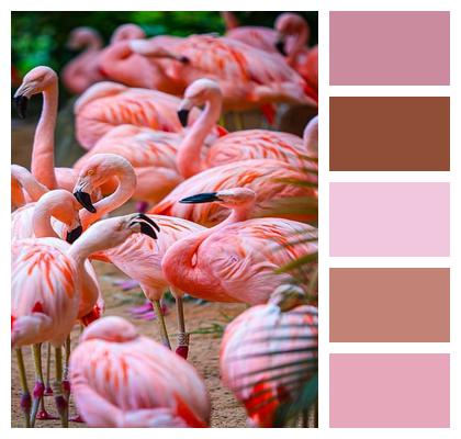 Wings Flamingos Birds Feathers Image