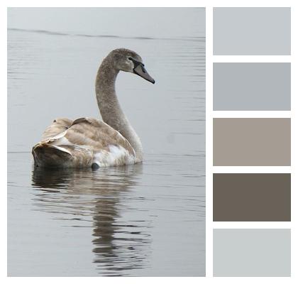 Waterfowl Ditch Swan Beak Image